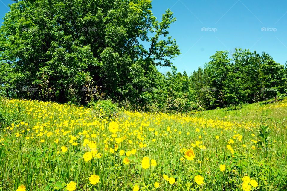 Nature. Yellow Fields