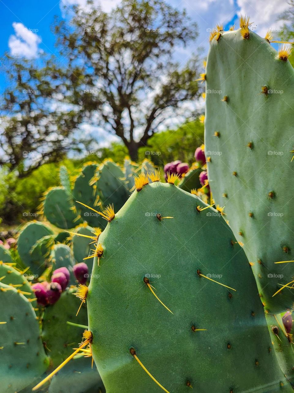 Cactus blooming