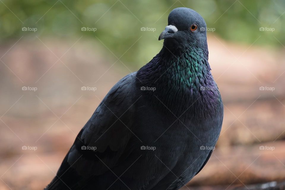 pigeon  birds