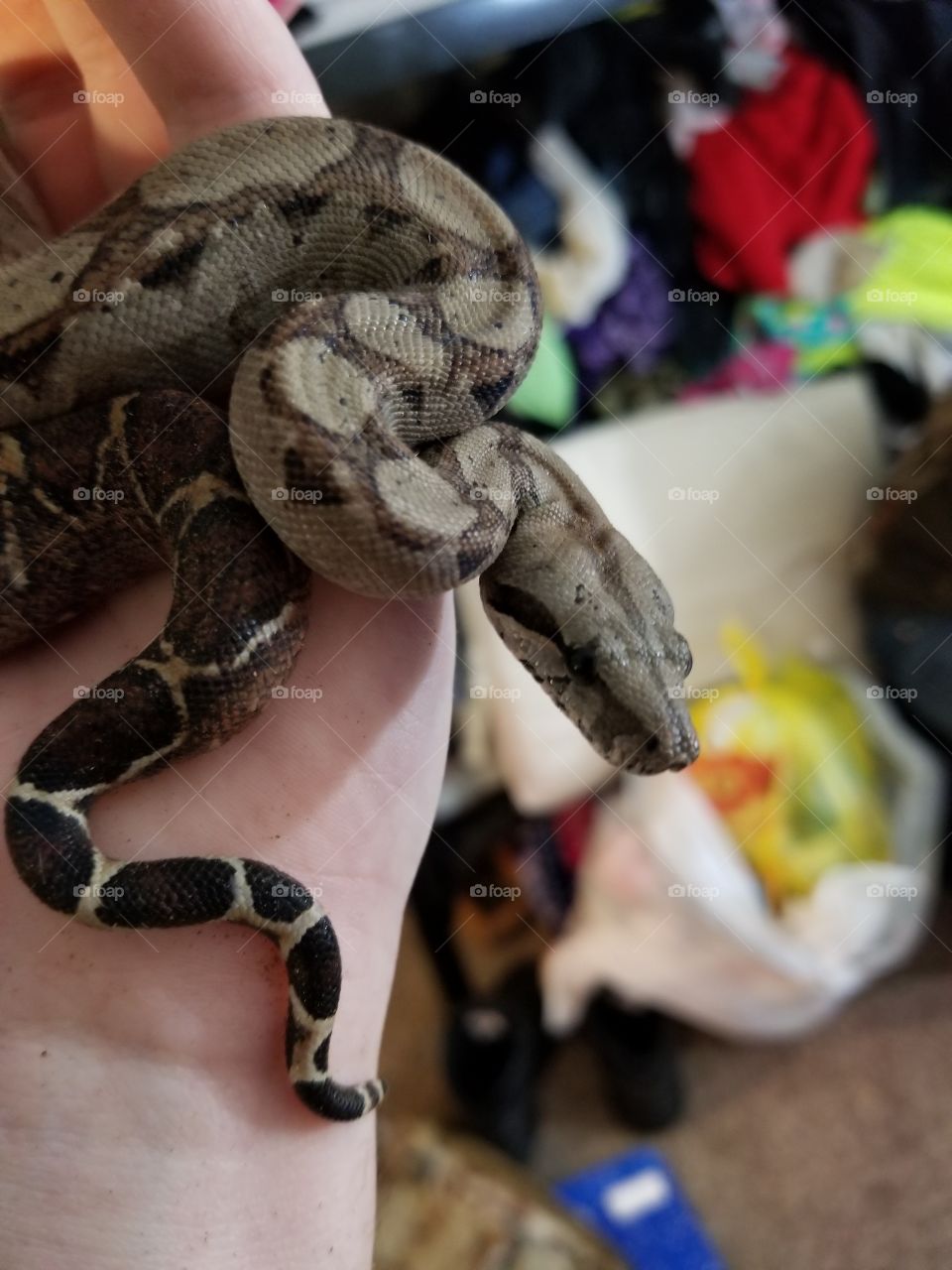 my Central American boa atlas has such a beauty