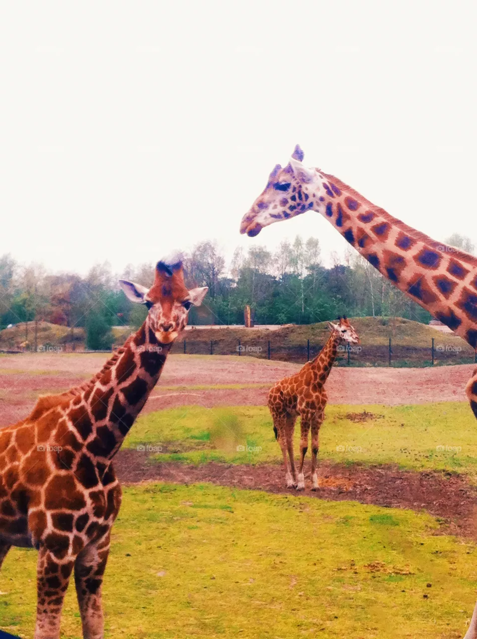 Giraffes 