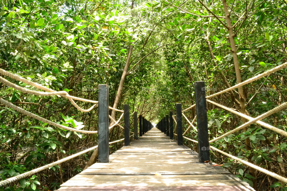 The wood bridge. The wood bridge is walkway, it  will take our to mangrove forest.