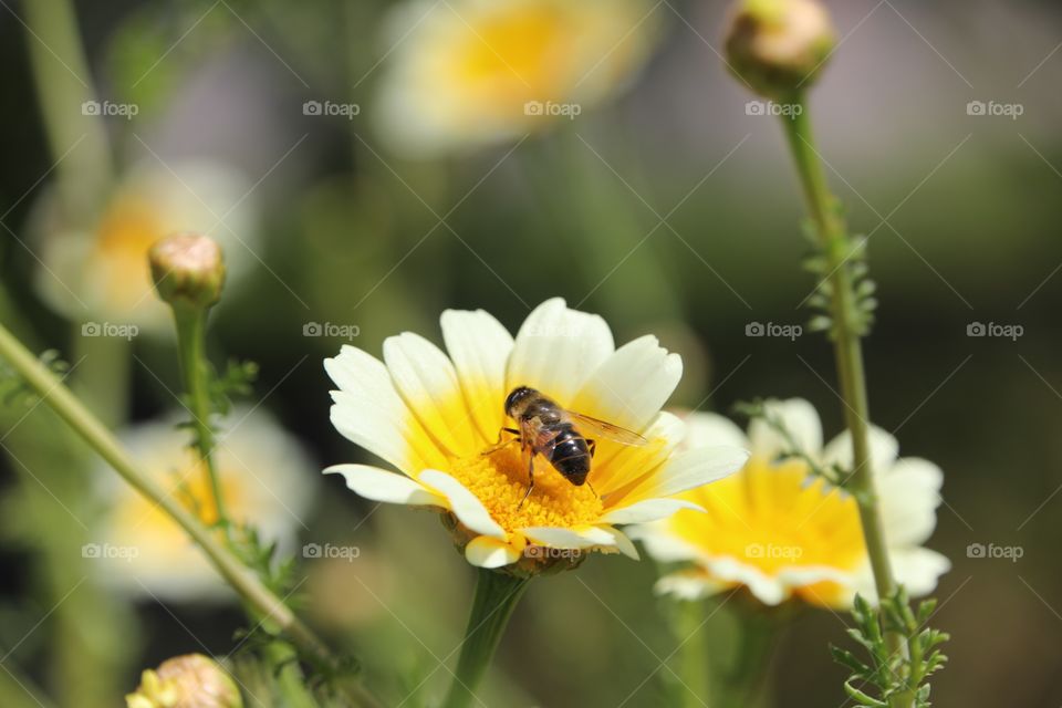 bee resting on a daisy