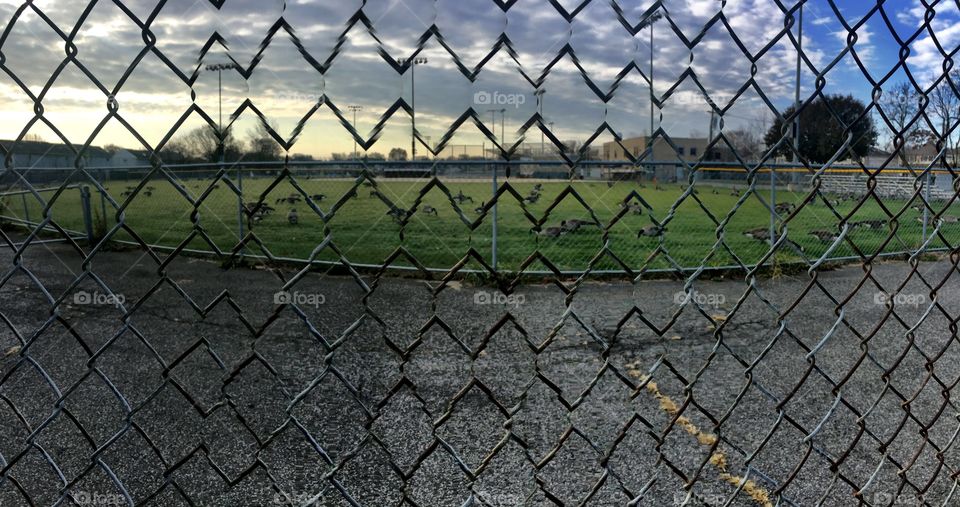 Geese at a baseball field