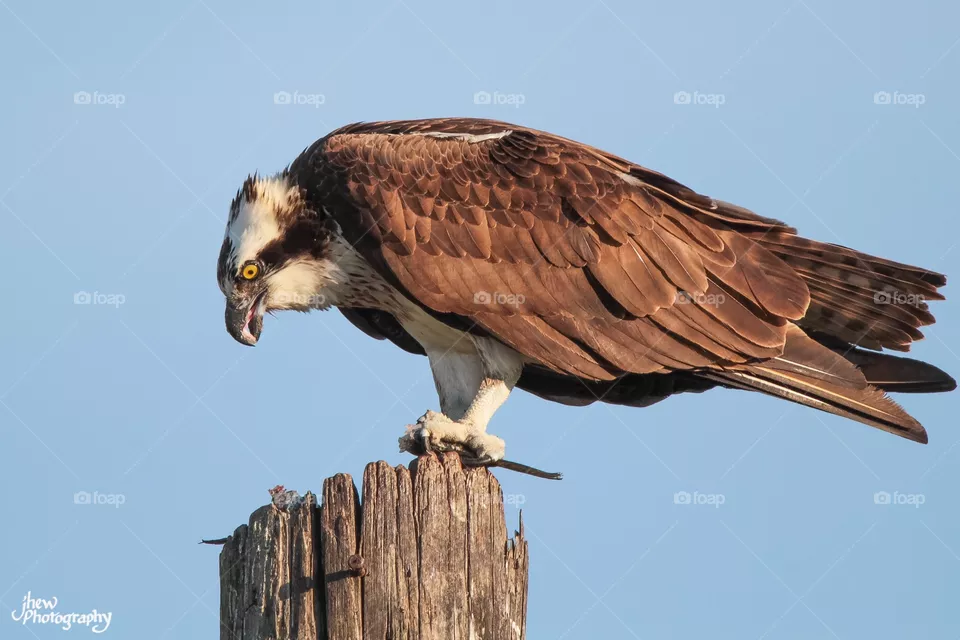 Osprey