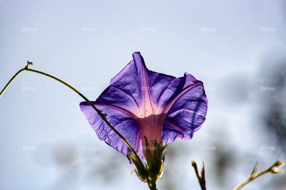 Purple trumpet vine flower