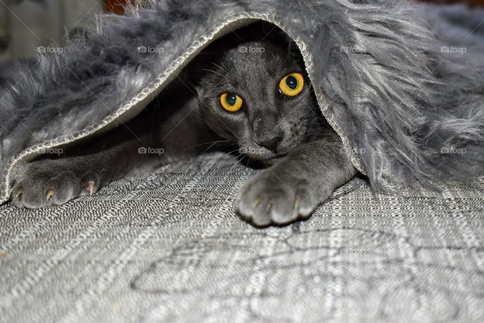 undercover cat
