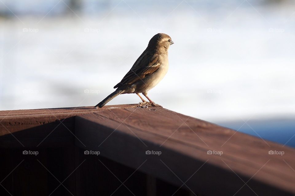 Sparrows Perch. Spring is here and everything is coming to life. Capturing a Female little Sparrow perched for a quick peek of her surroundings.