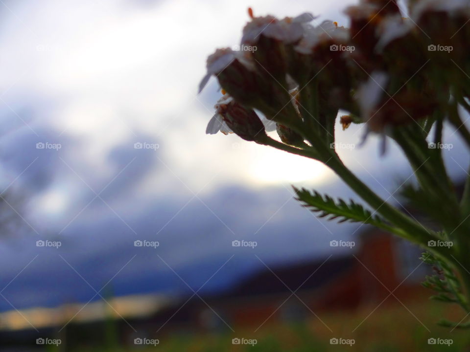 flowers in macro