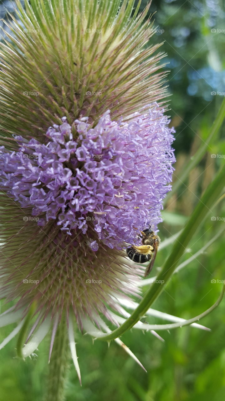 bee on thistle