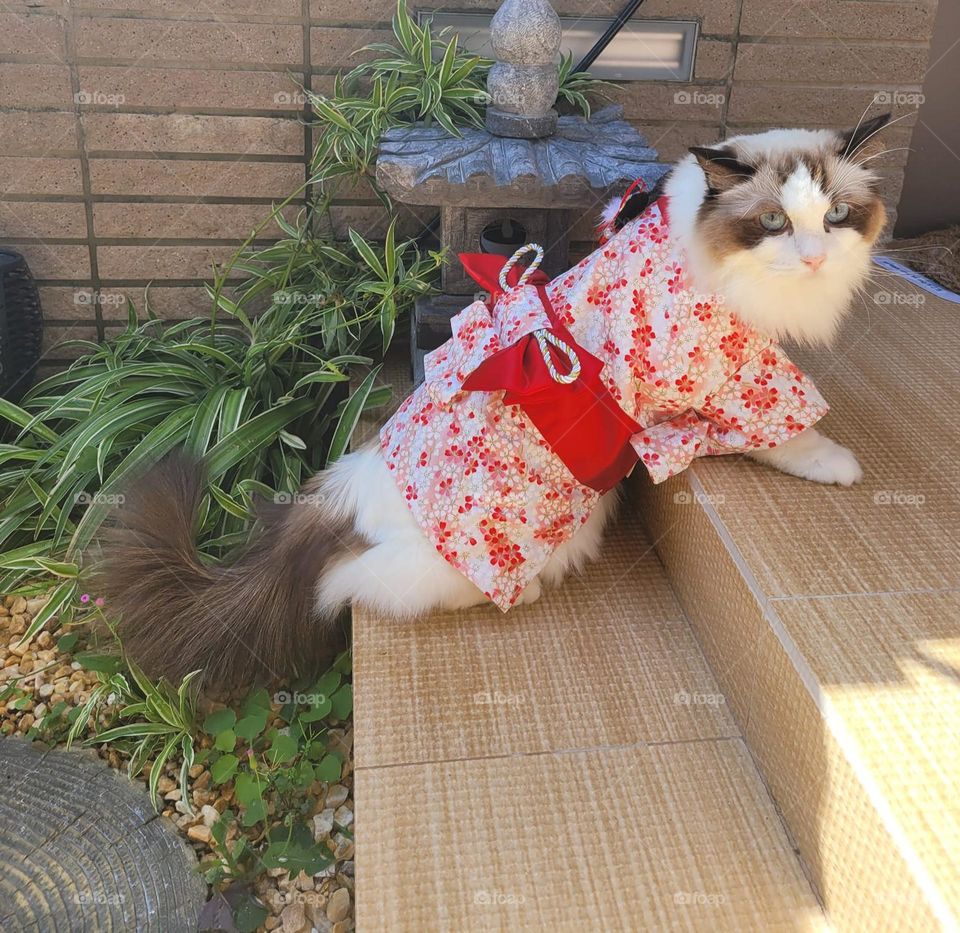 Japanese Cat