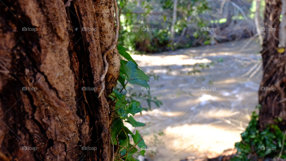 Ivy vine creeping a tree trunk on the bank of a muddy river