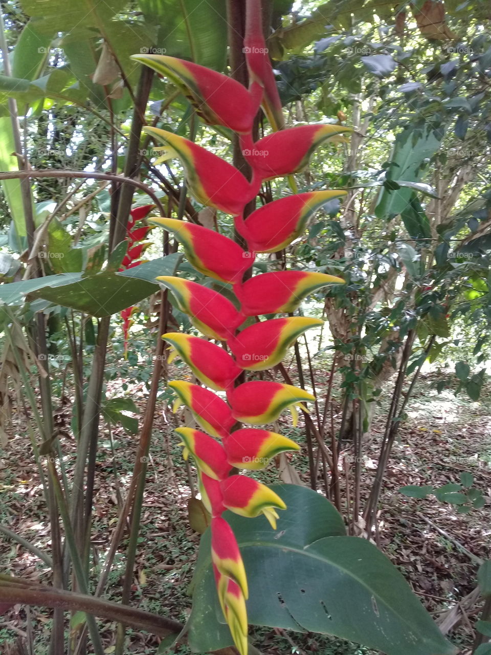 Flores bonitas e silvestres. Viva a natureza e suas formas perfeitas de embelezar o dia!