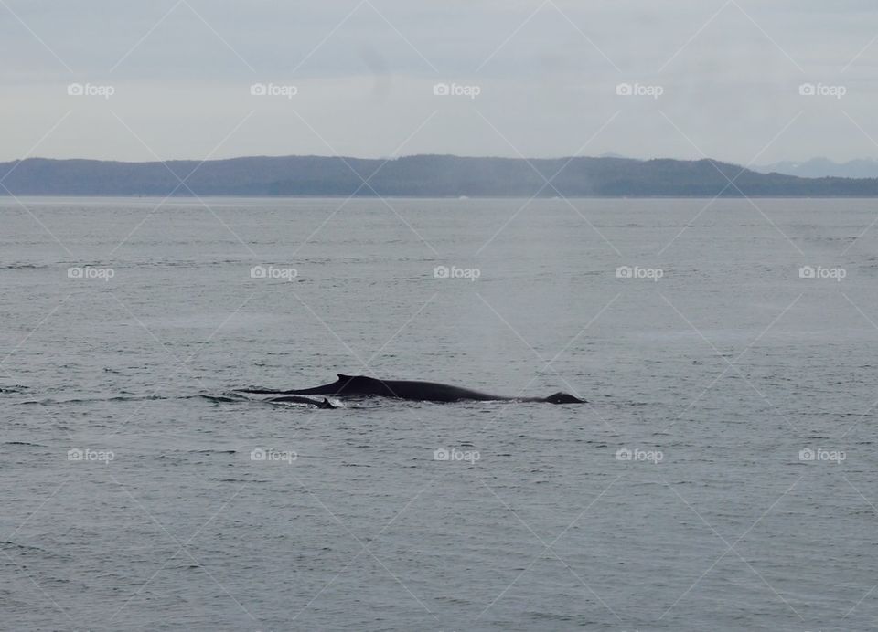 Mom and baby whale