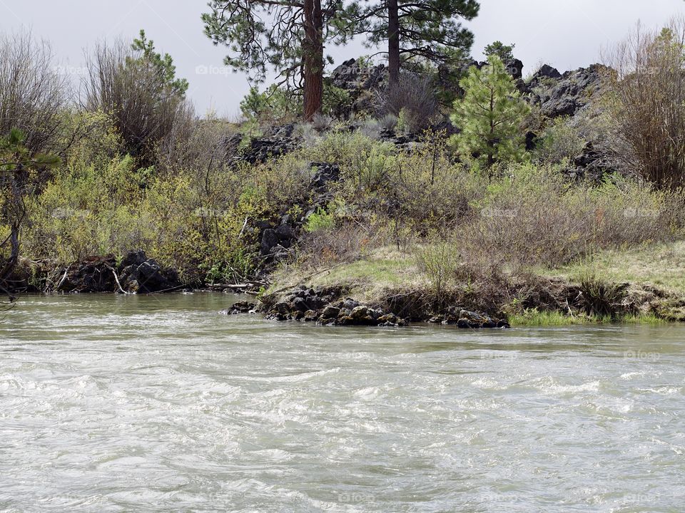 The beautiful spring waters of the Deschutes River in Central Oregon flows along its ponderosa pine tree covered banks near Lava Island. 