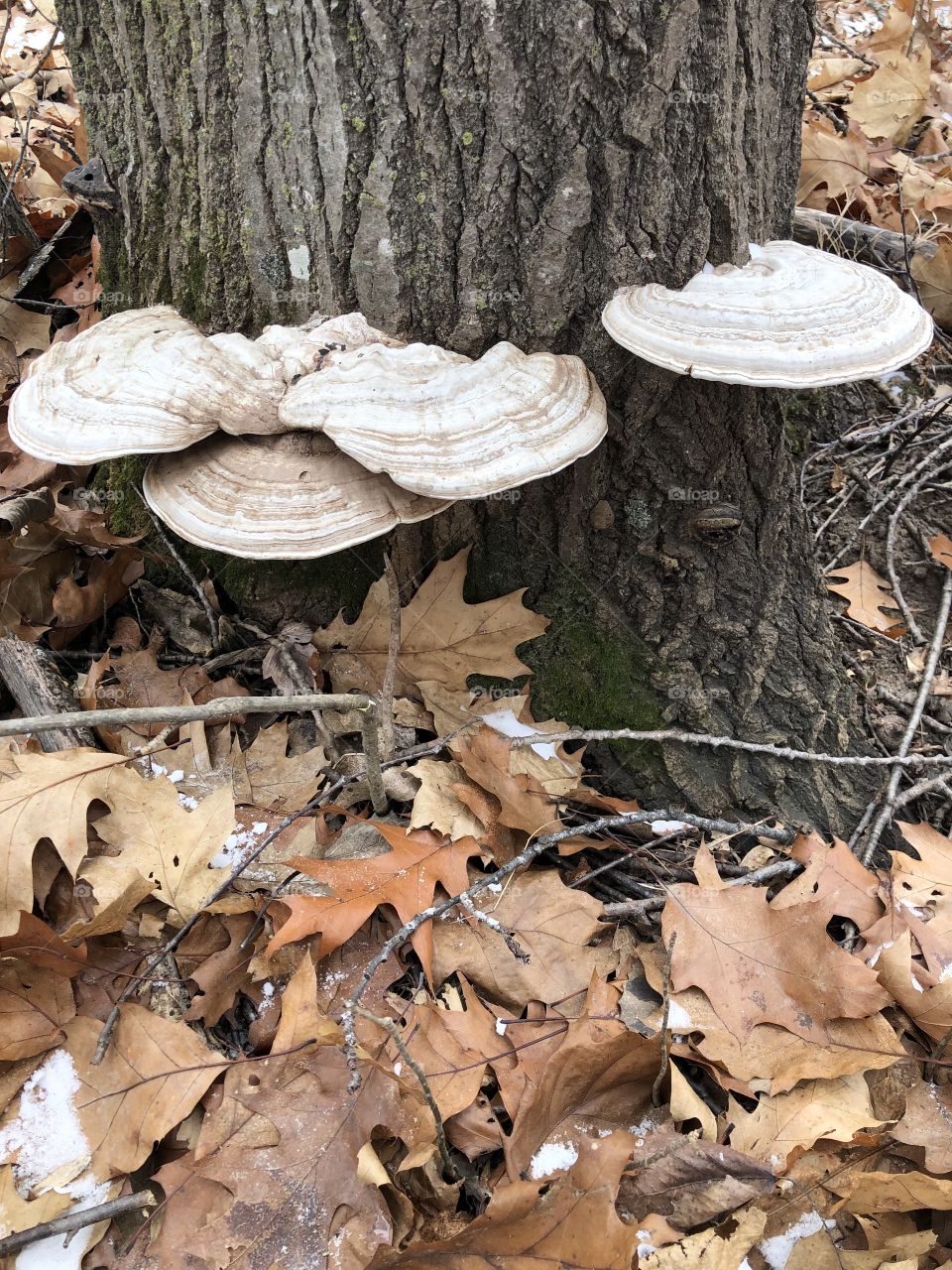 Artist mushrooms growing on a tree