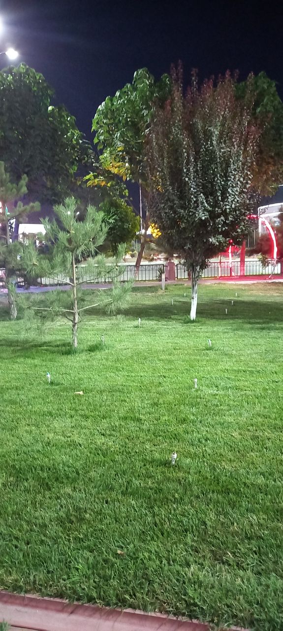 night walk,