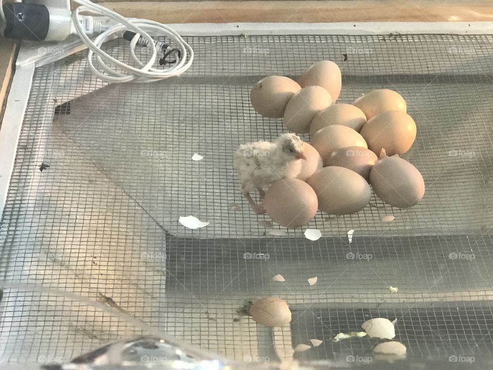 Chicks in an incubator hatching