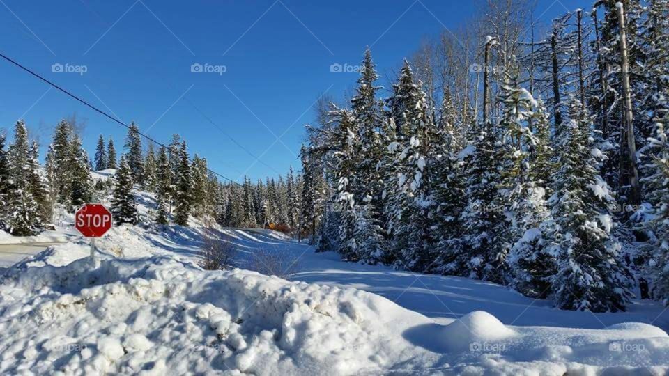 Snowy crossroads on a bright winter's day.