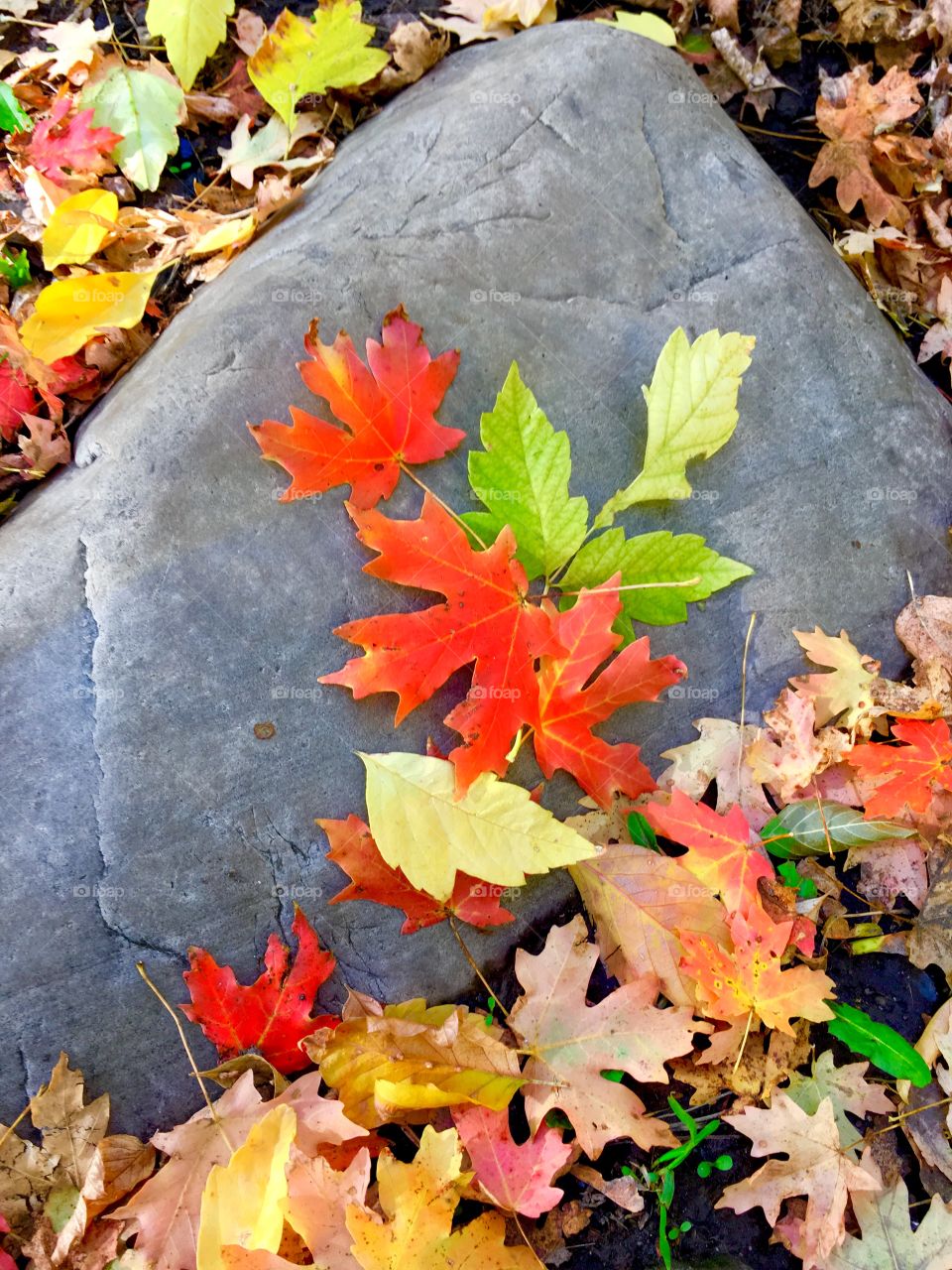 Orange Fall leaves 