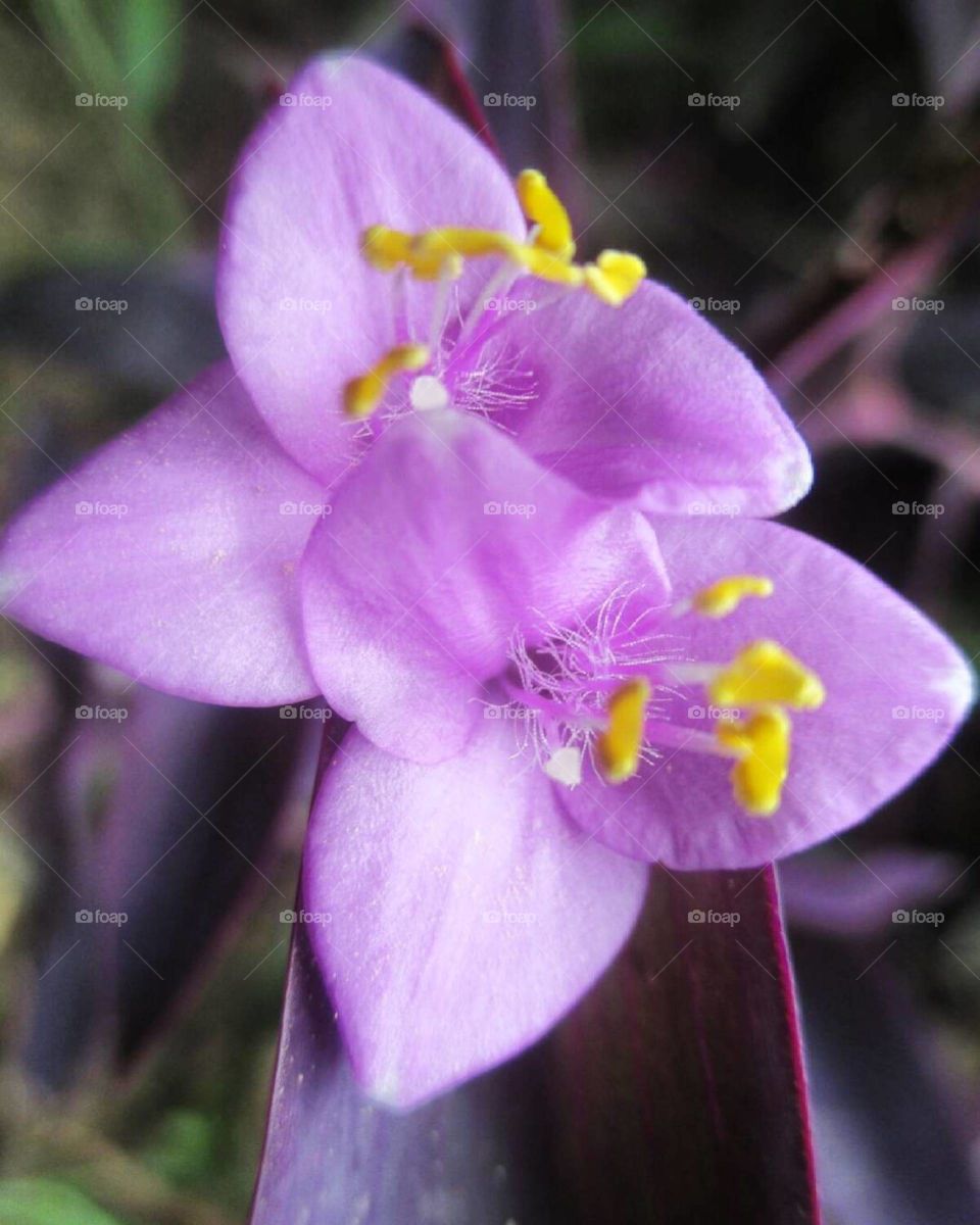 purple heart flowers