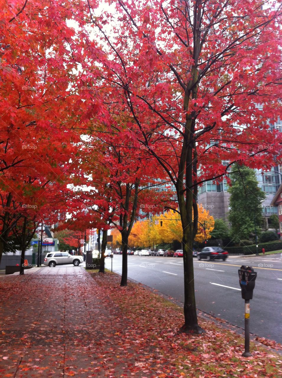 Fall, Leaf, Maple, Park, Tree