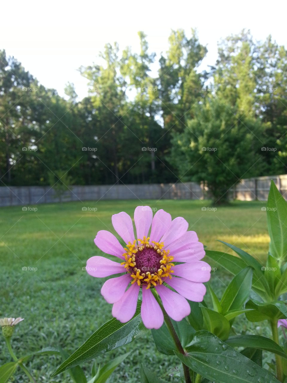 Flower. Flower with yard in backdrop