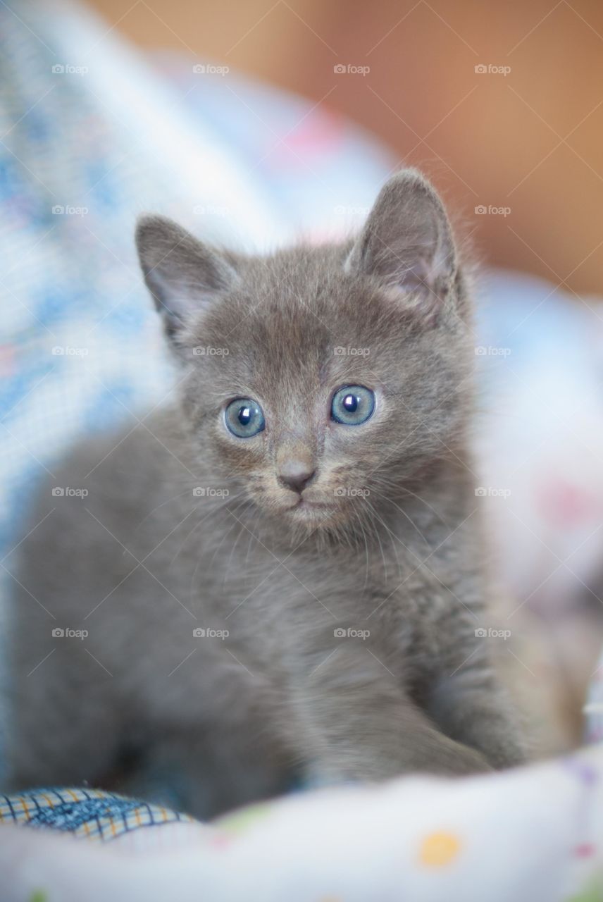 Blue Eyed Manx Kitten