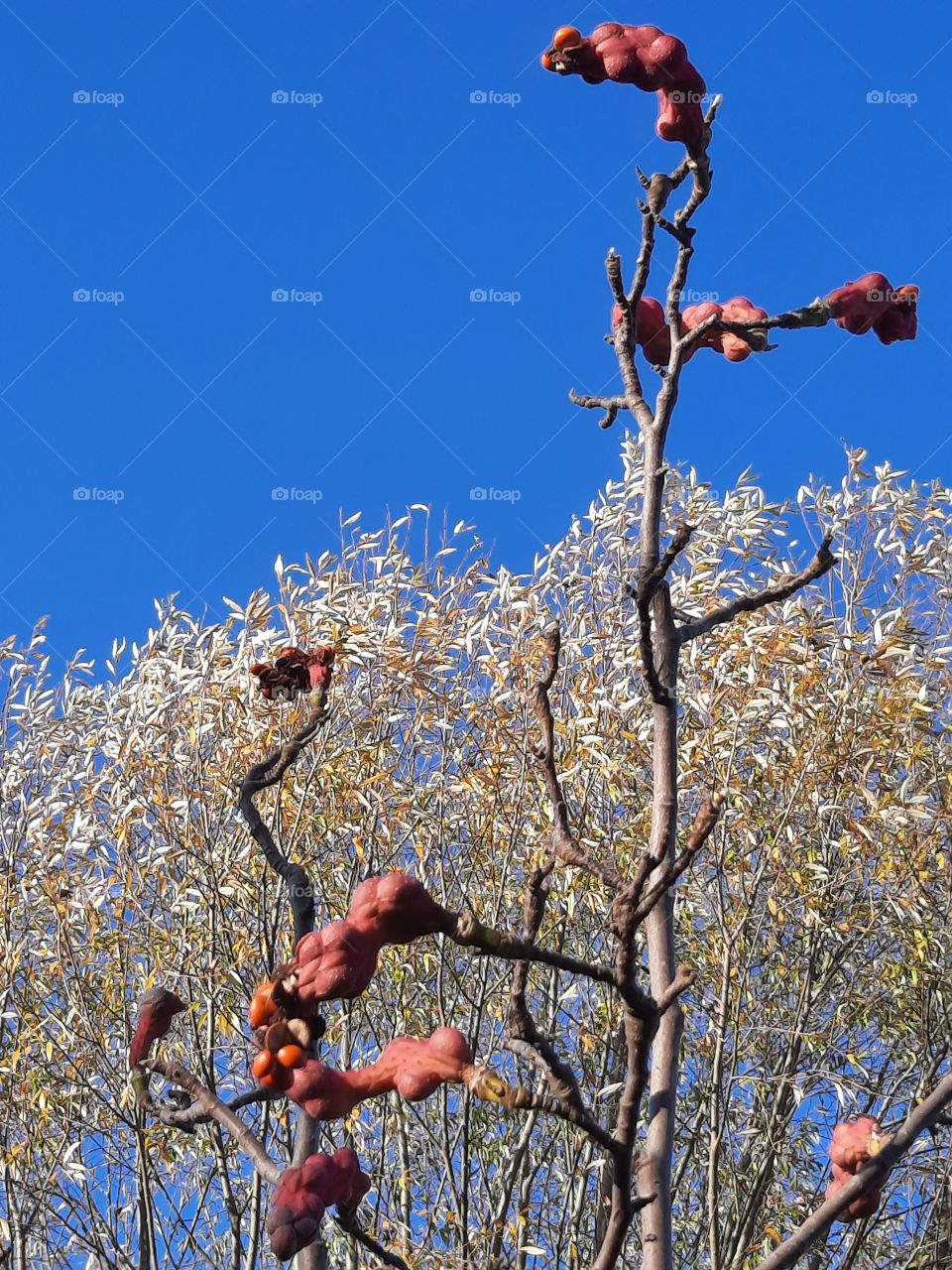 magnolia fruits against blue sky and old willow