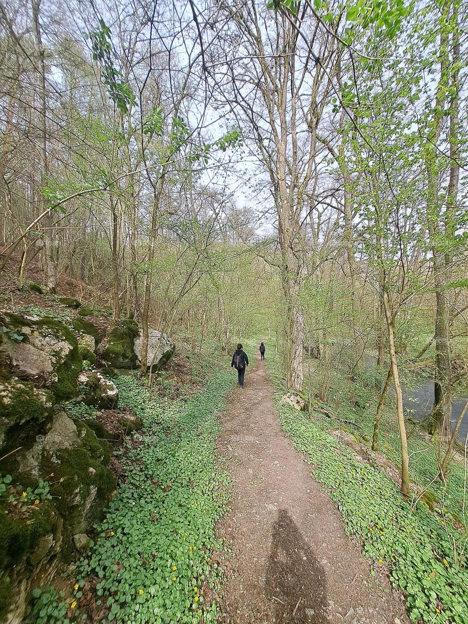 Spring hike in the woods