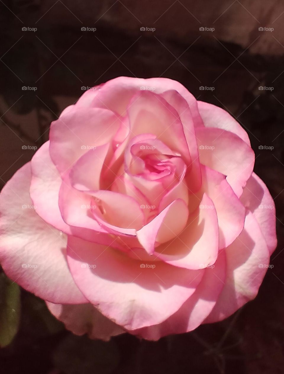 pink rose