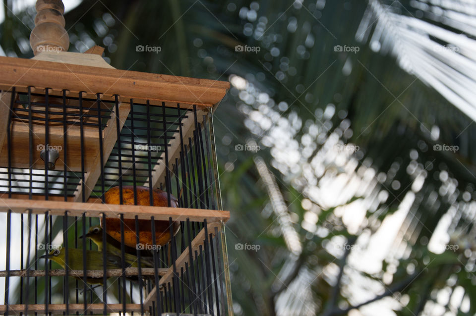 Cage in the tropics
