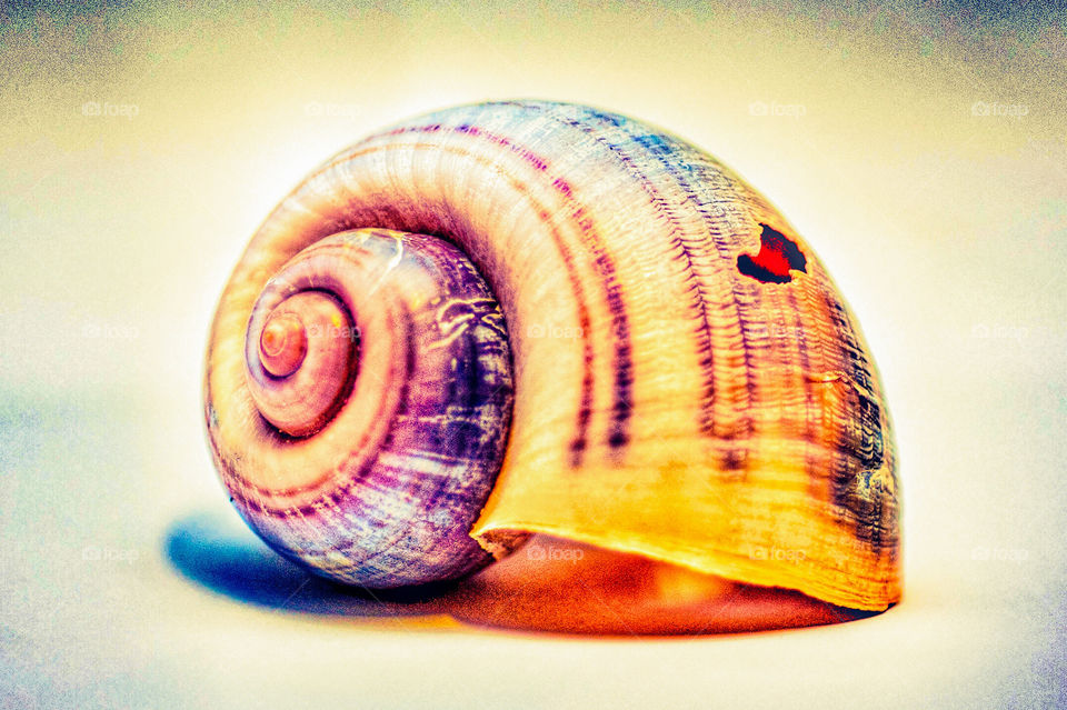 A Shell's Life. One of many shells that tell a story of the life and death of a snail. 