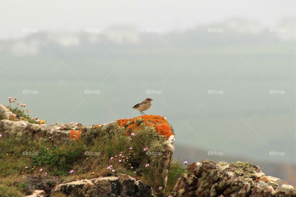 Bird perching on lichen