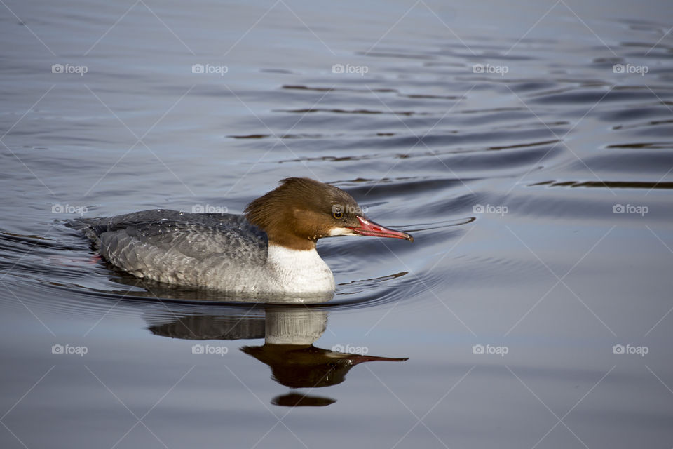Common Merganser swimming in lake
