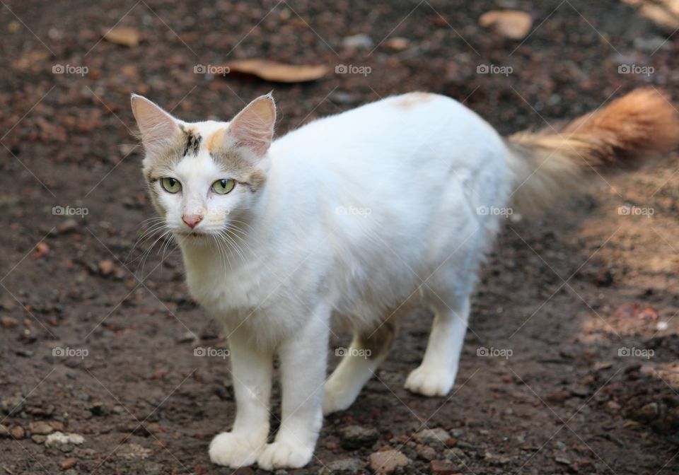 Yes, that's right, I am the Cat! it means a lot