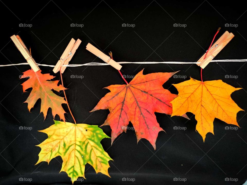 Autumn fantasy.  Attached to the rope with the help of wooden clothespins are four colored leaves: one oak leaf and three maple leaves.  Black background