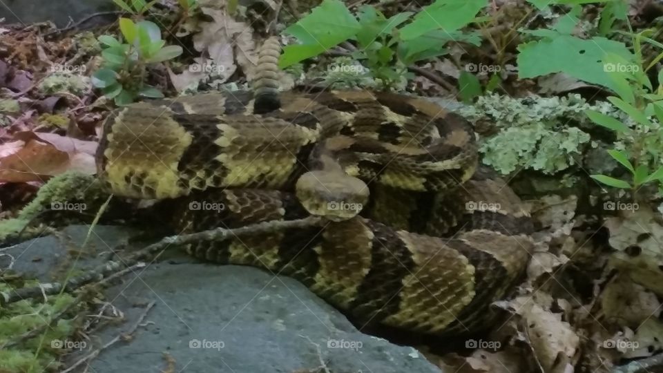 timber rattlesnake