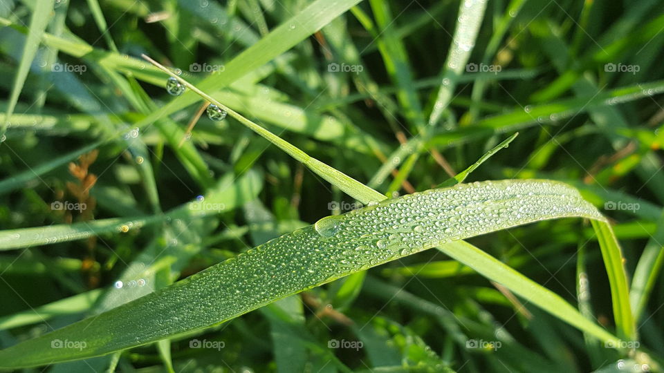 Drops at the grass
