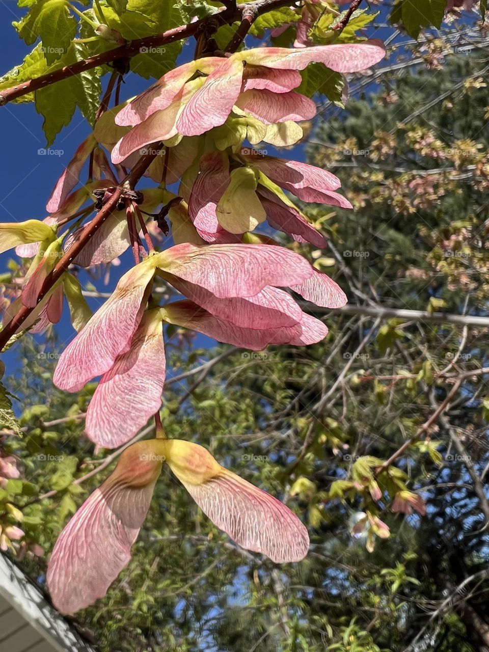 Maple Tree