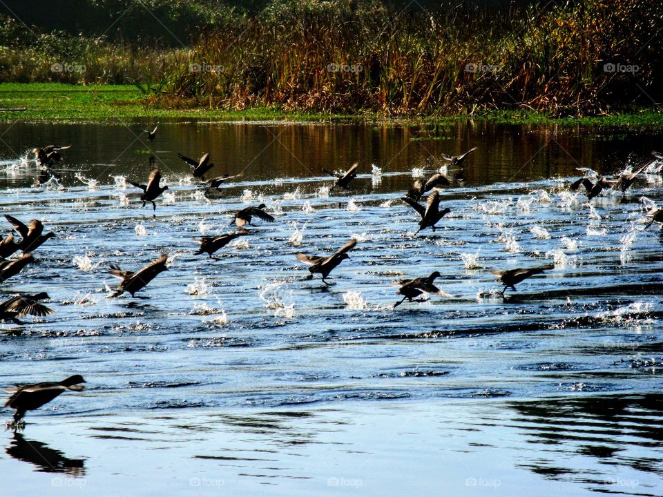 Favorite Photo Caught of Ducks Taking Off the Water "Take - Off"