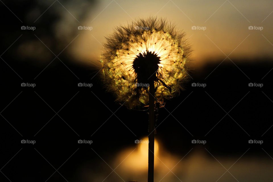 Löwenzahn Sonnenuntergang