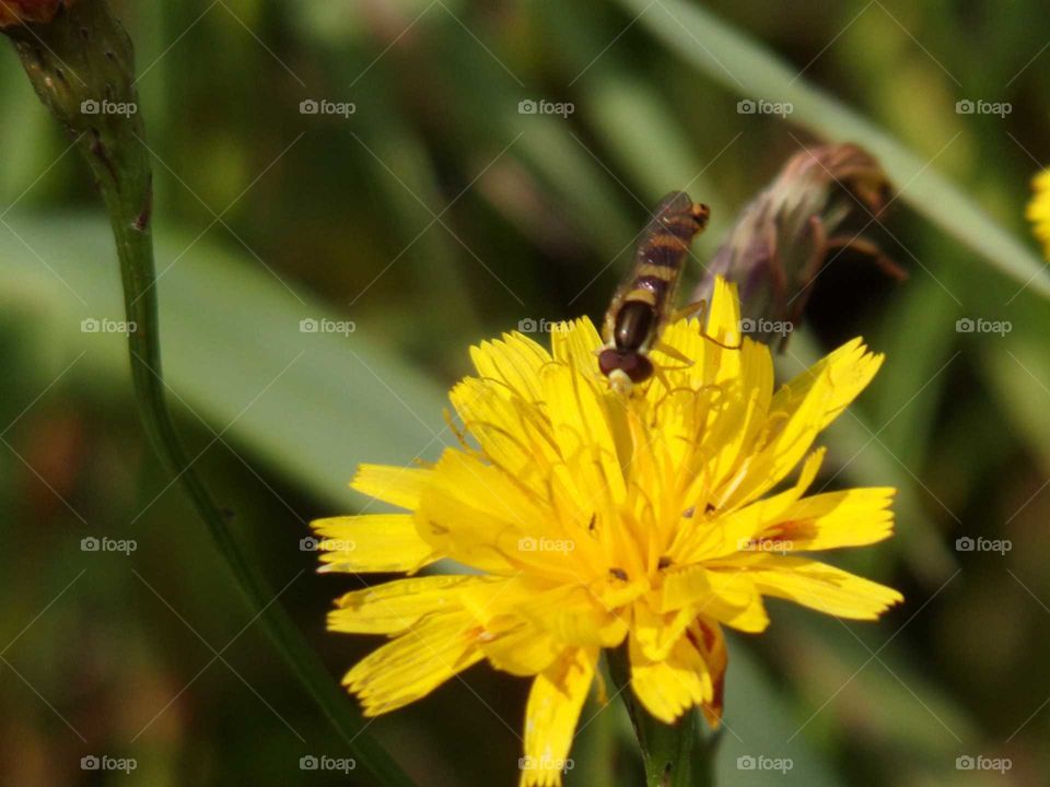 Insekt auf Herbstlöwenzahn