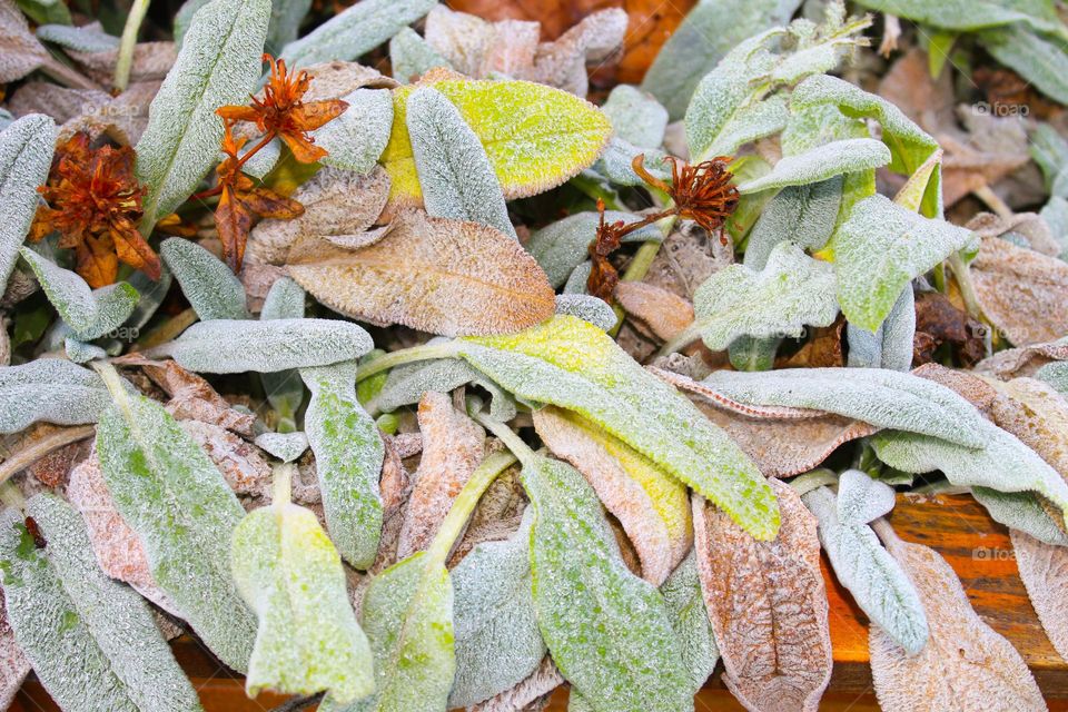 Winter morning dew on plant.Stachys byzantine or silver carpet plant