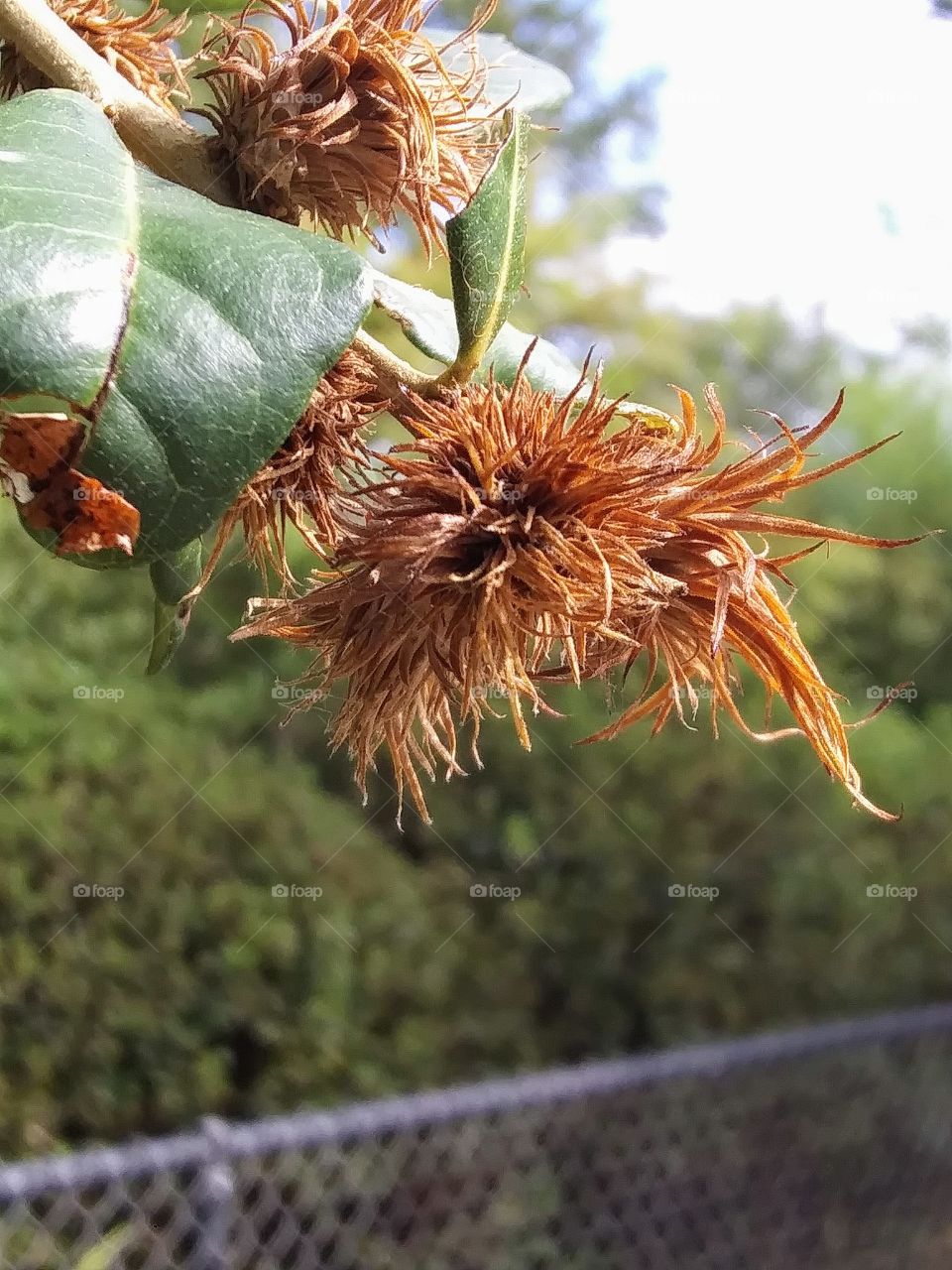 fringe on an oak