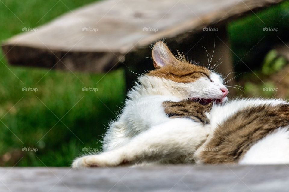 Cat lying on bench