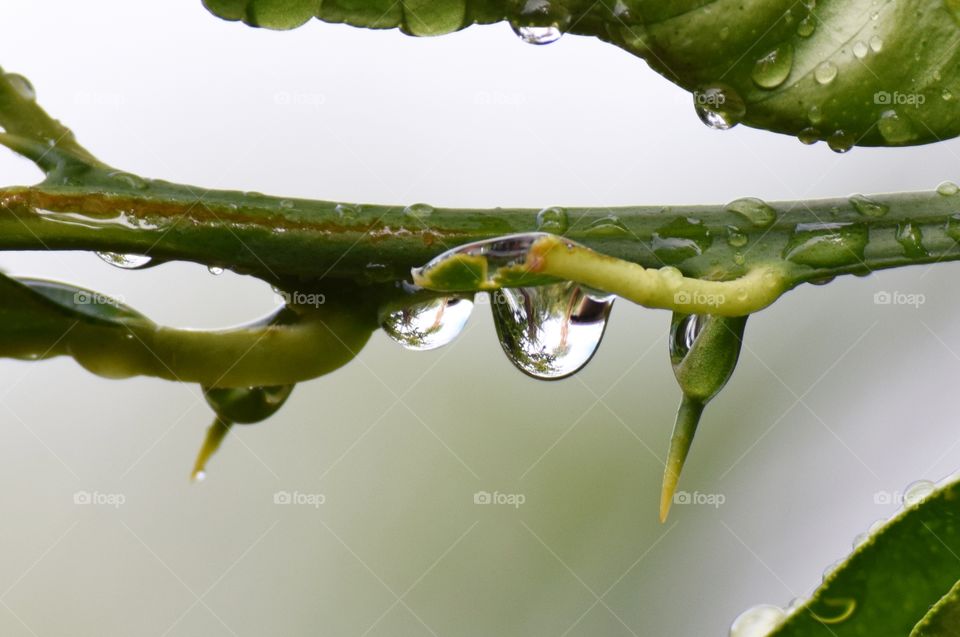 Water drop on branch