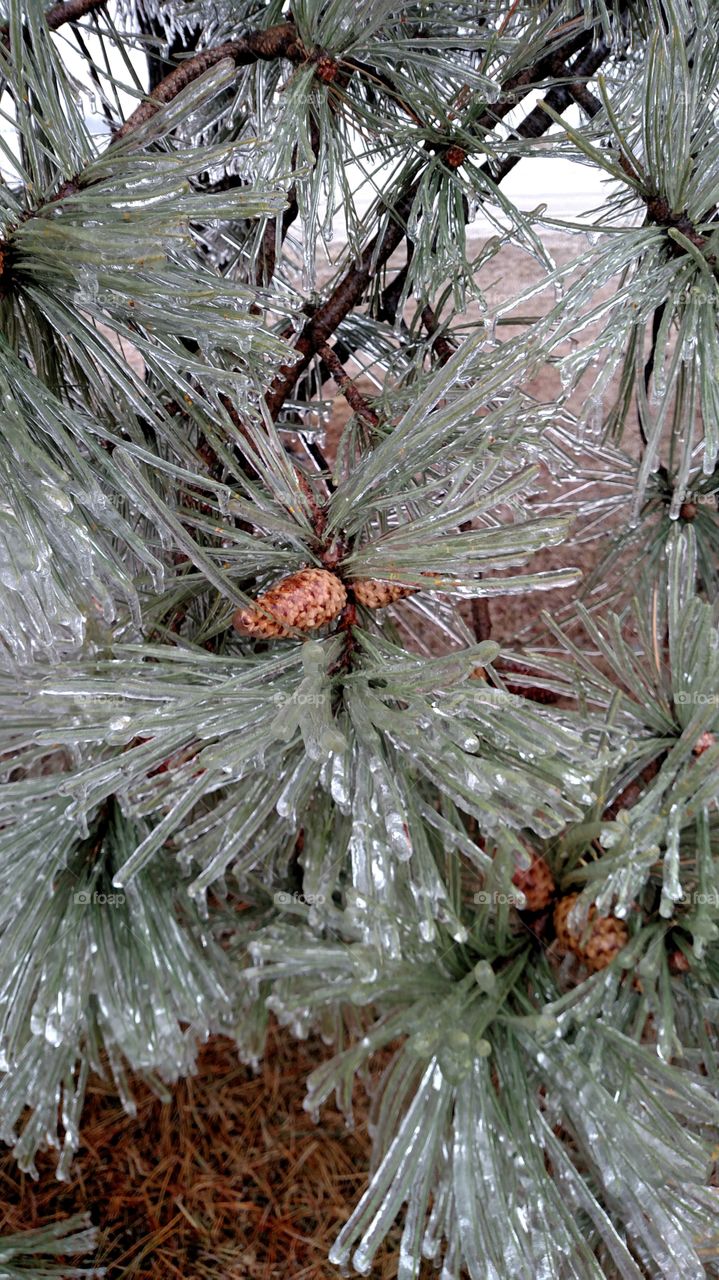 Winter, Christmas, Tree, Pine, Needle