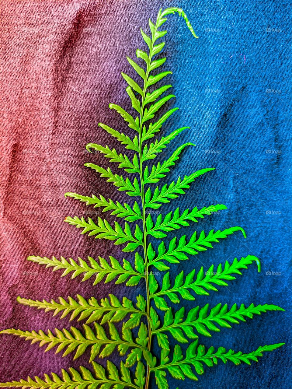 leaves stored on t-shirts with two-color backgrounds