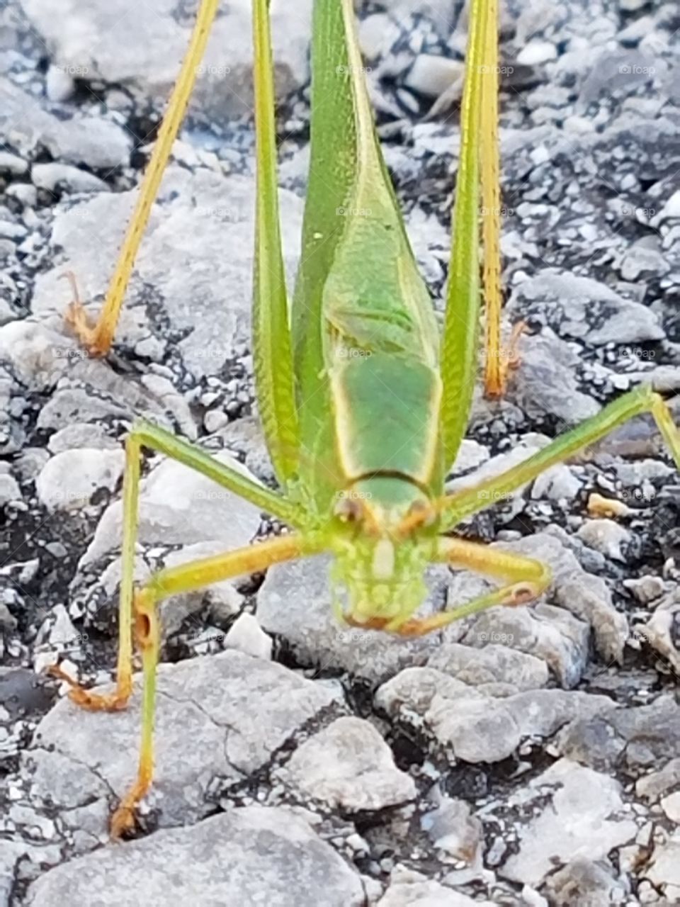 Grasshopper